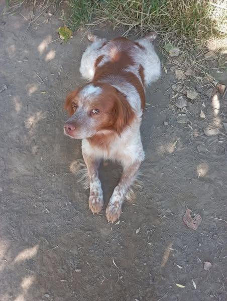 Charlie! Di fronte la fotocamera Charlie si mette in posa... Foto 5